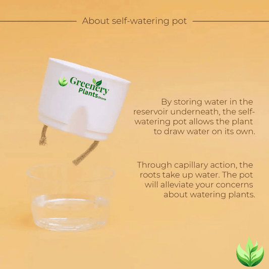 Aralia Green Plant With Self Watering Pot