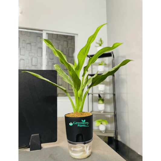 Aglaonema Tigress With Self Watering Pot