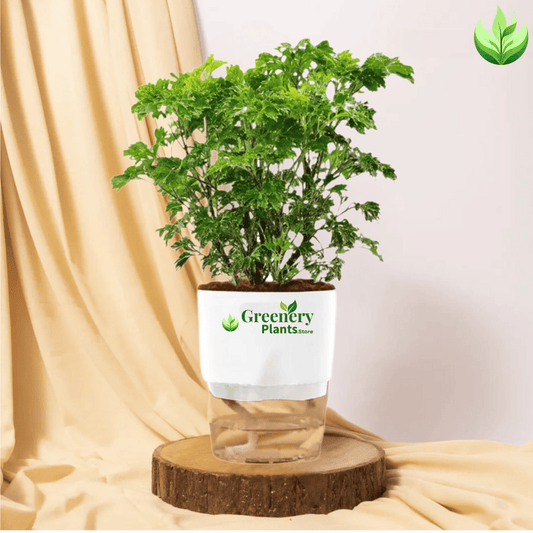 Aralia Green Plant With Self Watering Pot