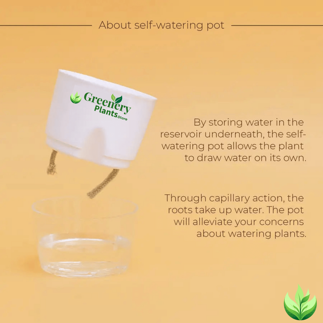 Aralia Green Plant With Self Watering Pot