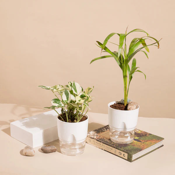 Set Of 2 Live Indoor Plant Combo Of Areca Palm And Money N'Joy With Self Watering Pot