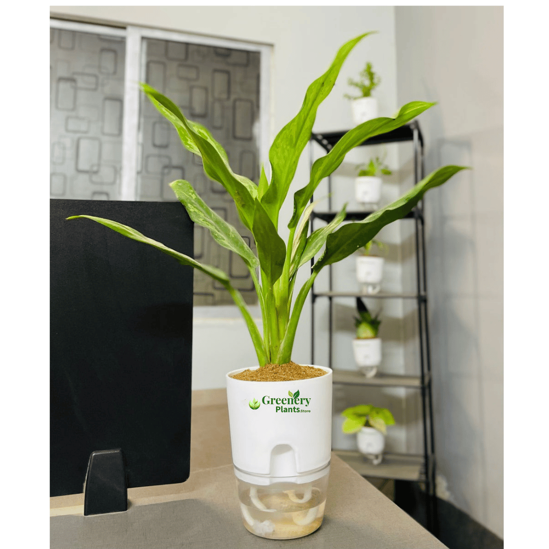 Aglaonema Tigress With Self Watering Pot