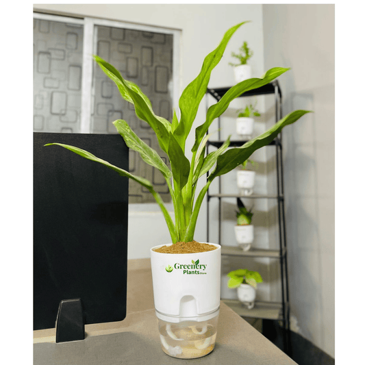 Aglaonema Tigress With Self Watering Pot