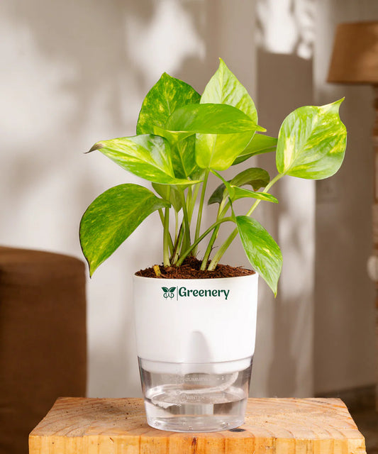 Money Plant With Self Watering Pot