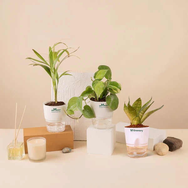 Set Of 3 - Areca Palm & Money Plant & Snake