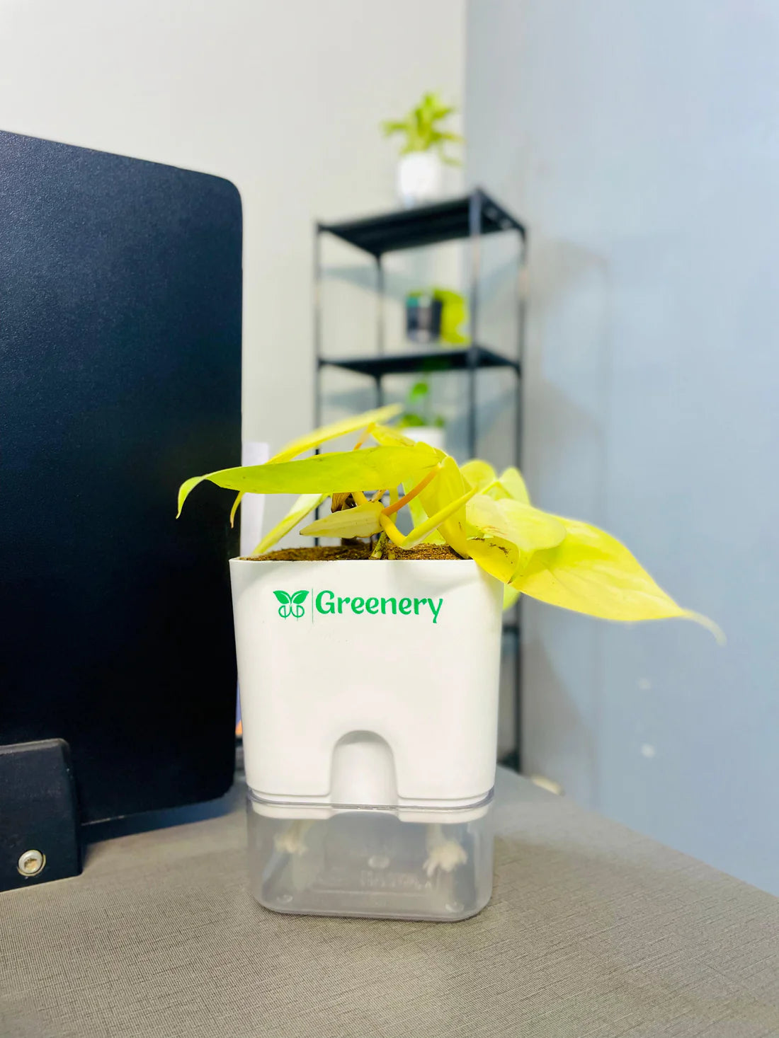 Golden Money Plant with Self Watering Pot [Square]